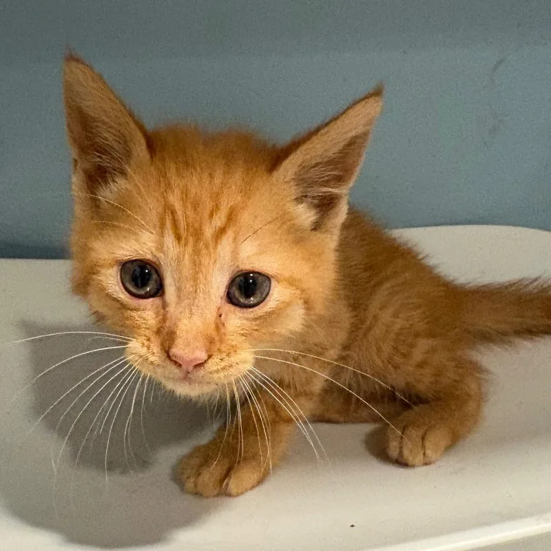 A baby small-sized male Orange / Red Domestic Short Hair cat named Mr. Wobbles for adoption in Chattanooga, TN