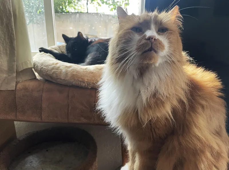 An adult medium-sized male Domestic Long Hair cat named Cometd for adoption in Denver, CO