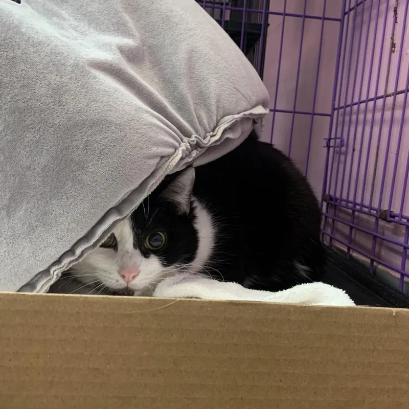 An adult large-sized male Black Domestic Short Hair cat named Floofy for adoption in Branson, MO