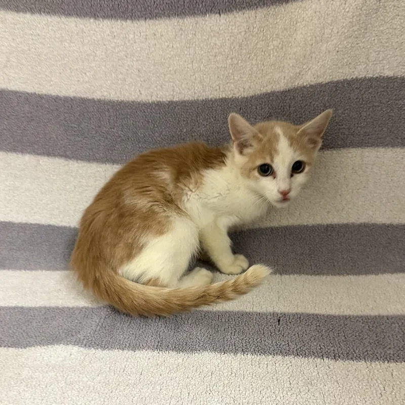 A baby small-sized male Domestic Medium Hair cat named Sharpie for adoption in Newberg, OR