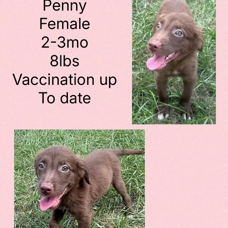 Penny thumbnail 3