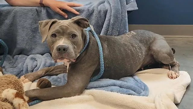 An adult medium-sized female Pit Bull Terrier dog named Reign for adoption in Brunswick, GA