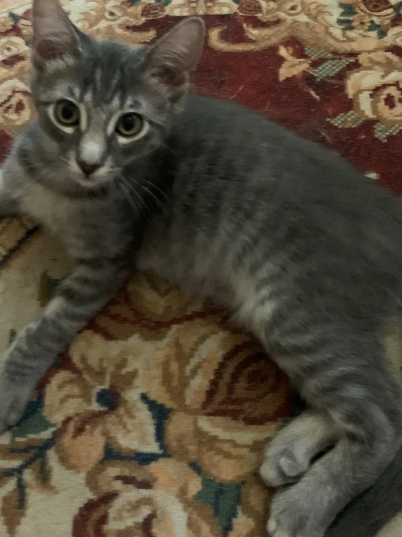 A young small-sized male Domestic Medium Hair cat named Hamlet for adoption in Rio Linda, CA