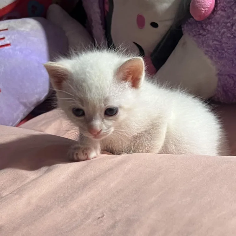 A baby small-sized male White Domestic Short Hair cat named Cool Whip for adoption in Branson, MO