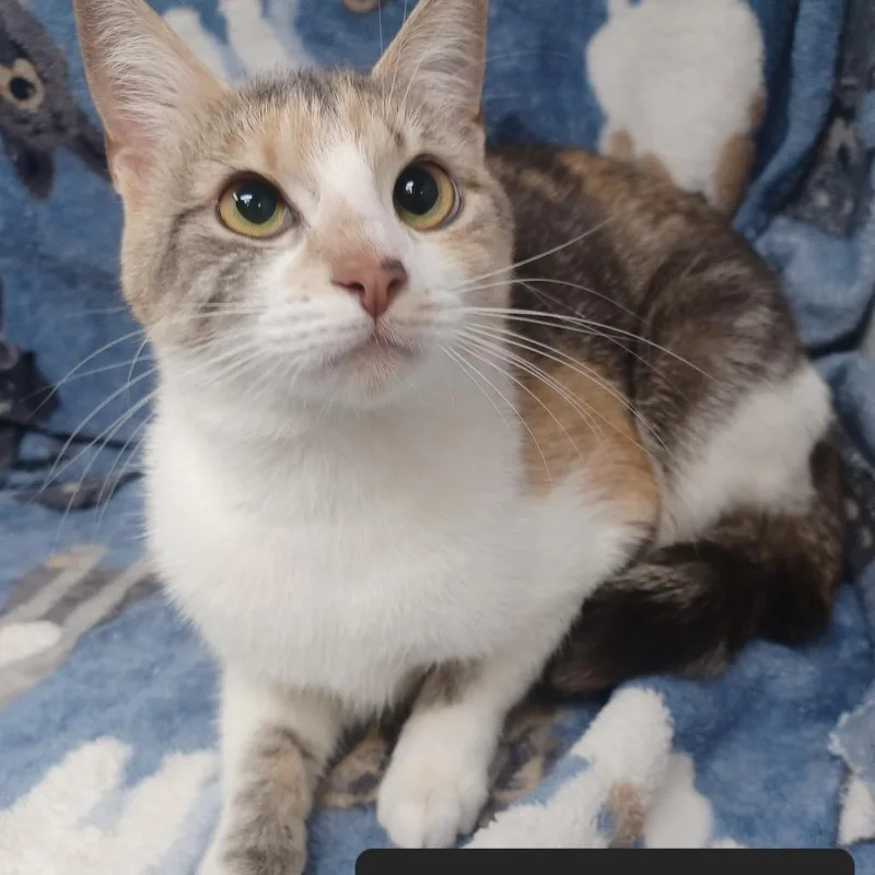 A young small-sized female Domestic Short Hair cat named Rosebud for adoption in New Tazewell, TN