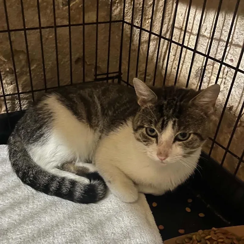 An adult small-sized male Gray / Blue / Silver Domestic Short Hair cat named Tinker for adoption in Quakertown, PA