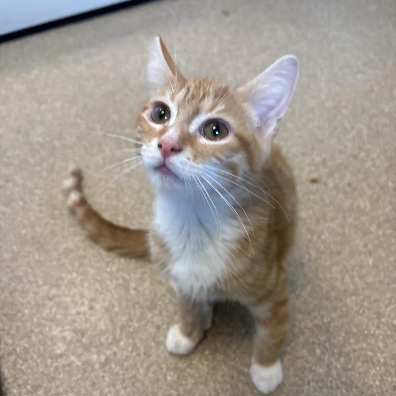 A baby small-sized male Orange / Red Domestic Short Hair cat named Gruber for adoption in Bristol, IN