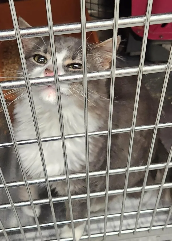 An adult medium-sized male Domestic Medium Hair cat named Finnigan for adoption in Republic, MO