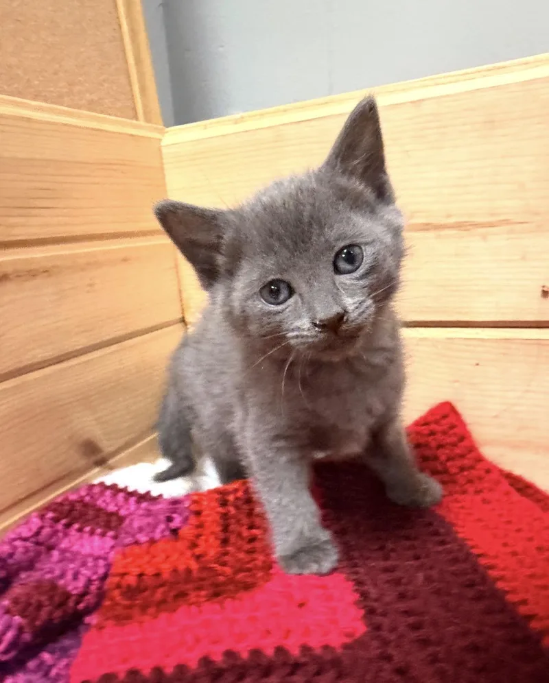 A baby medium-sized female Gray / Blue / Silver Domestic Short Hair cat named Eeyore for adoption in Batesville, AR