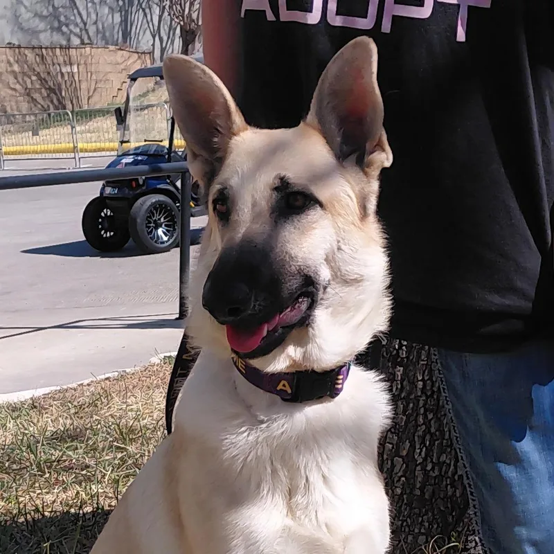 Siren Jum thumbnail 2