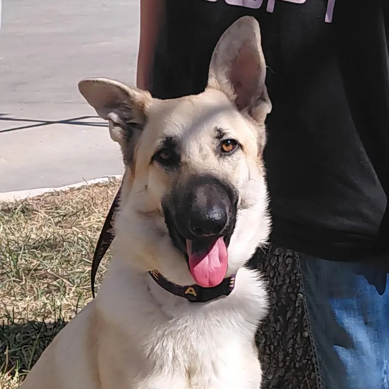 Siren Jum thumbnail 3