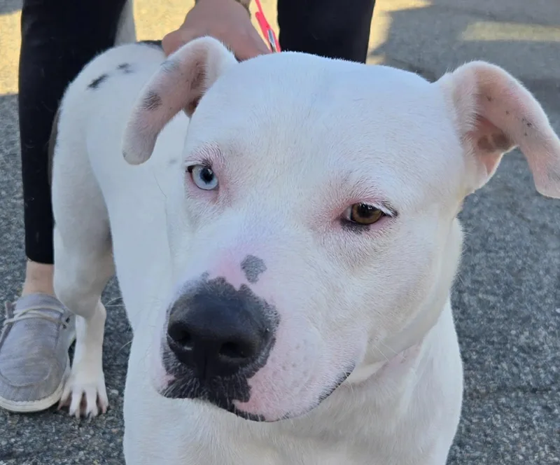 A baby medium-sized female Mixed Breed dog named Rima for adoption in Holbrook, NY