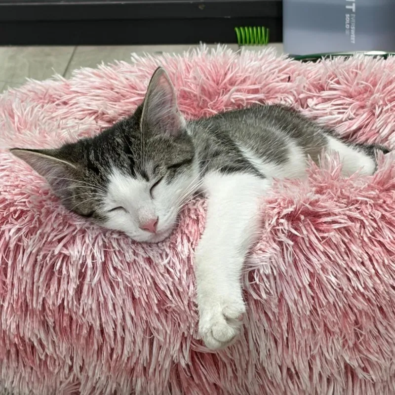 A baby small-sized male Brown / Chocolate Domestic Short Hair cat named Zester for adoption in Dayton, OH