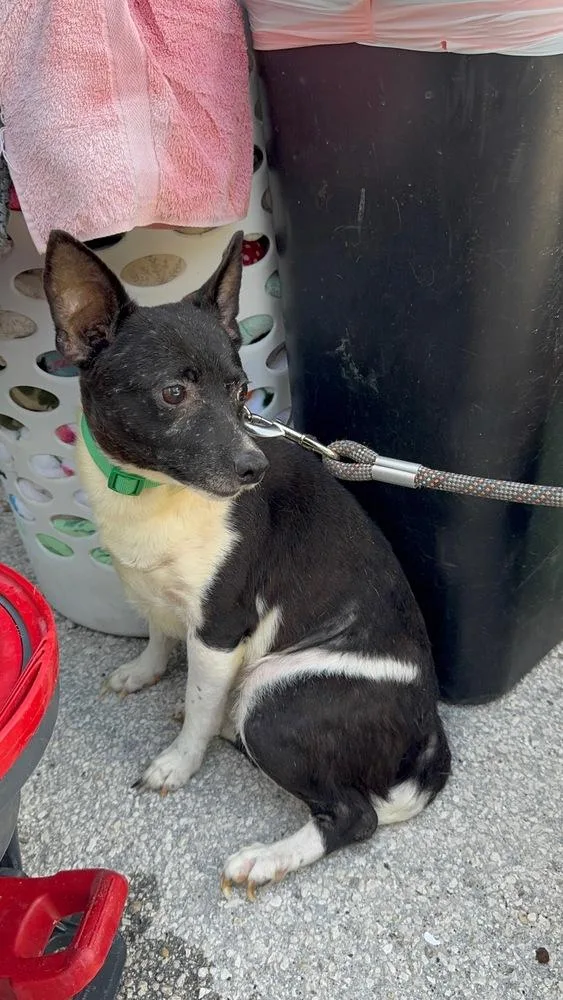 An adult small-sized male Tricolor (Brown, Black, & White) Rat Terrier dog named Chubs for adoption in Lakeland, FL