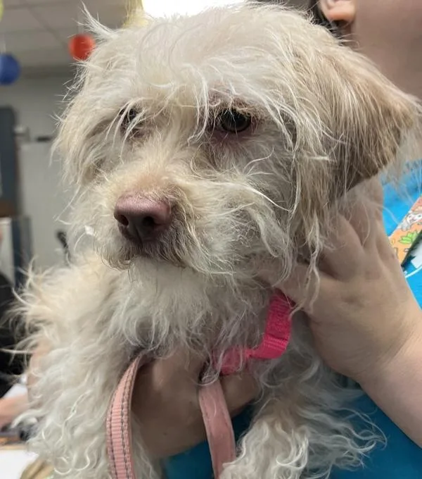 An adult small-sized female Mixed Breed dog named Barkley for adoption in New York, NY