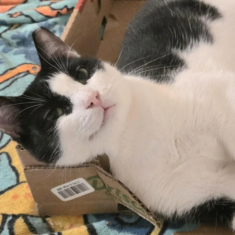 An adult large-sized male Domestic Short Hair cat named Snoopy for adoption in Liverpool, TX