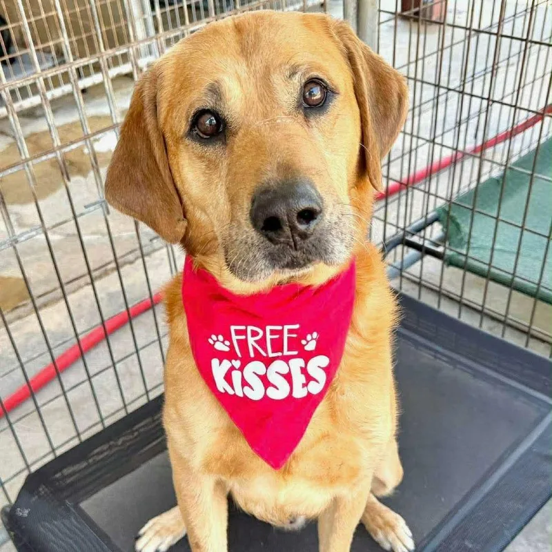 An adult large-sized male Red / Chestnut / Orange Labrador Retriever dog named Brutus for adoption in Phoenix, MD