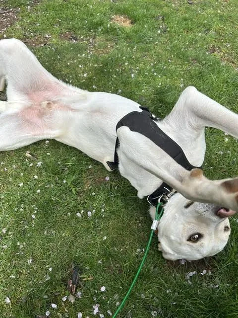 An adult medium-sized male Yellow / Tan / Blond / Fawn Labrador Retriever dog named Cooper Boy for adoption in Watertown, CT