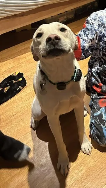 Cooper Boy thumbnail 2