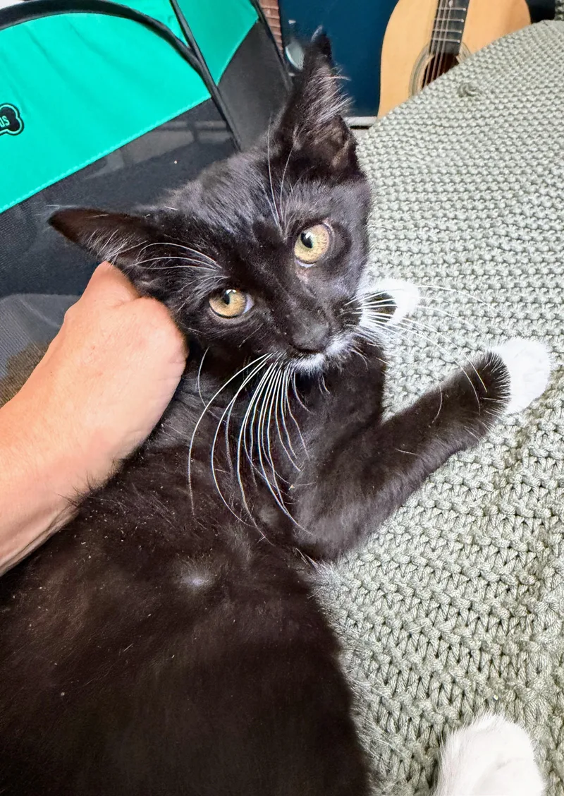 A baby medium-sized female Black & White / Tuxedo Domestic Short Hair cat named Linden for adoption in Brooklyn, NY