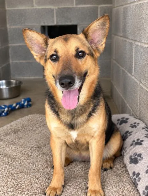 A young medium-sized female Shepherd dog named China for adoption in Sistersville, WV