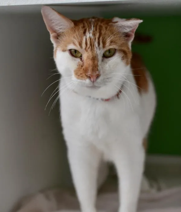 A senior medium-sized male Tabby (Orange / Red) Domestic Short Hair cat named Jack for adoption in Marietta, GA