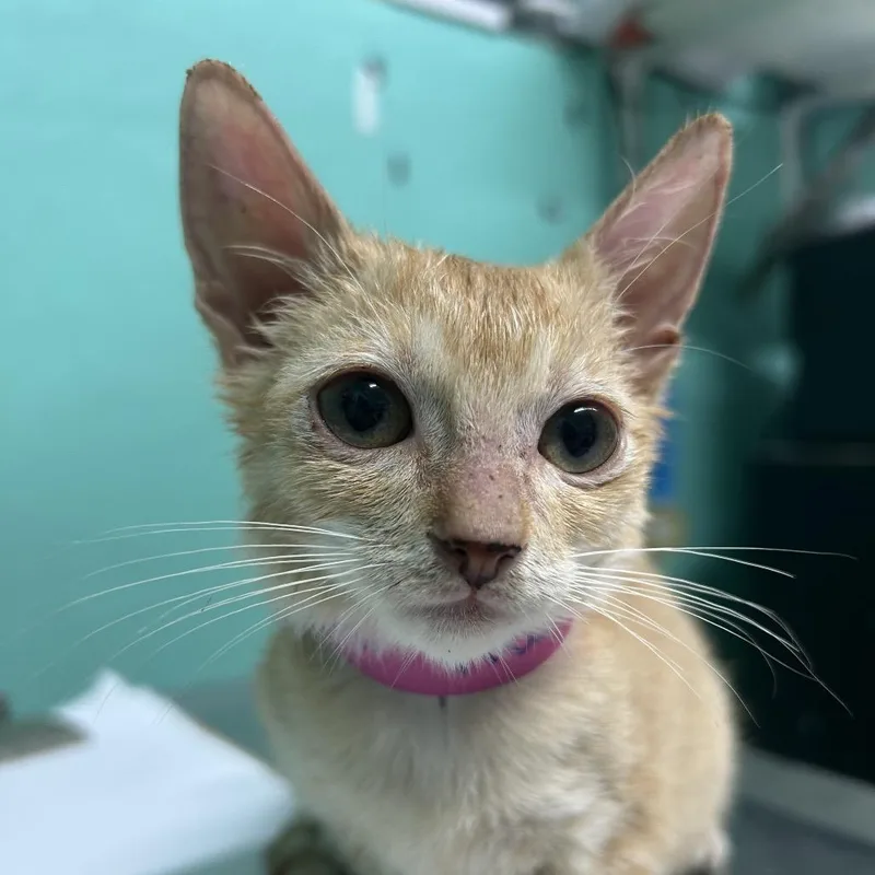A baby small-sized female Buff / Tan / Fawn American Shorthair cat named Nanami for adoption in Guaynabo, PR