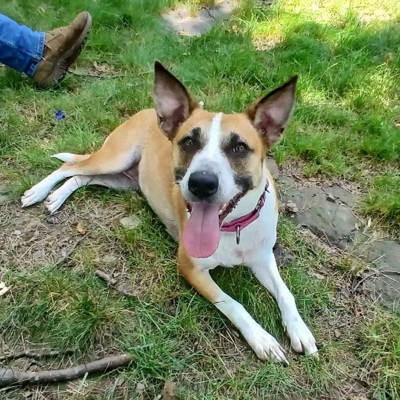 An adult medium-sized female Red / Chestnut / Orange Mixed Breed dog named GumDrop for adoption in Saugerties, NY