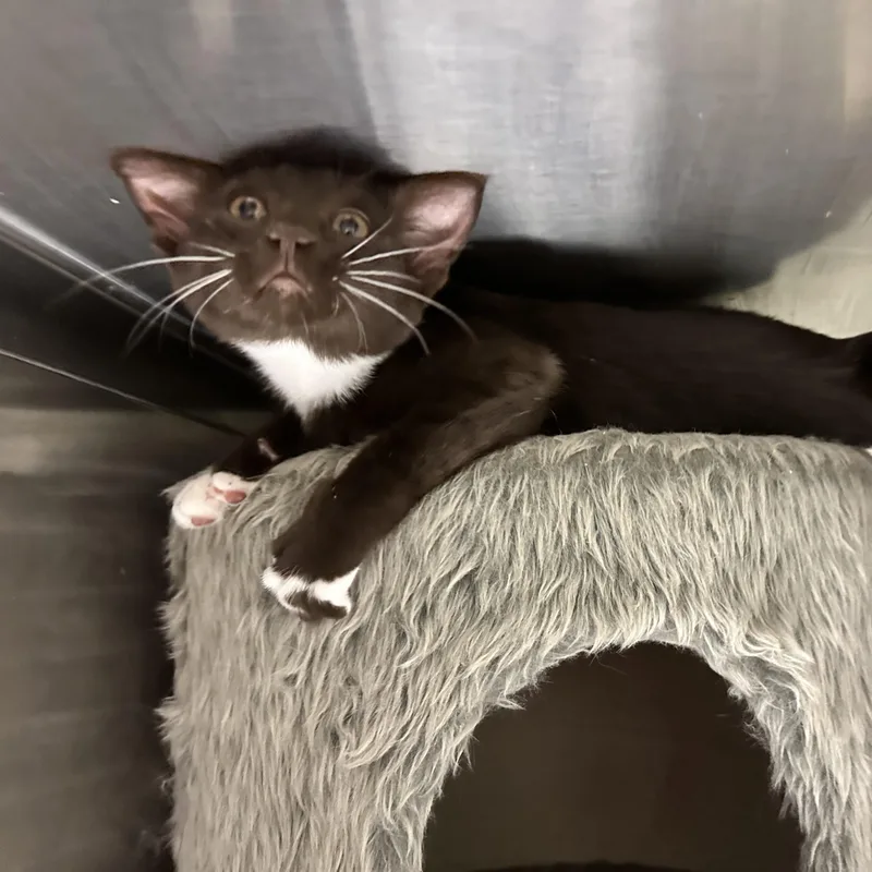 A baby medium-sized male Brown / Chocolate Havana cat named Beans for adoption in Sacramento, CA