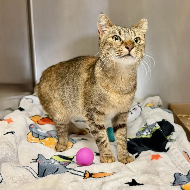 An adult medium-sized female Brown / Chocolate Domestic Short Hair cat named Ecco for adoption in East Hampton, NY