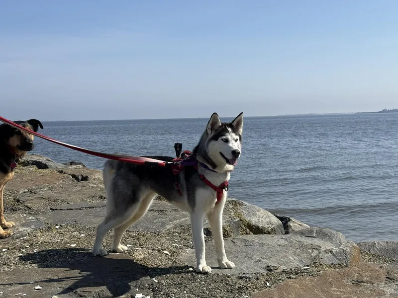 A young medium-sized female Black Siberian Husky dog named Arya for adoption in North Haledon, NJ