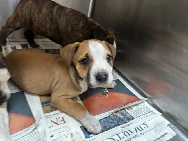 A baby large-sized female Pit Bull Terrier dog named Rory for adoption in Los Angeles, CA