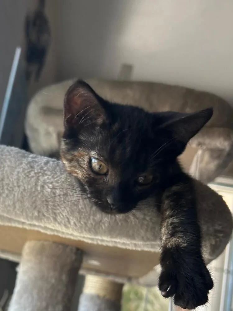 A baby medium-sized female Black & White / Tuxedo Domestic Short Hair cat named Demi for adoption in Oceanside, CA