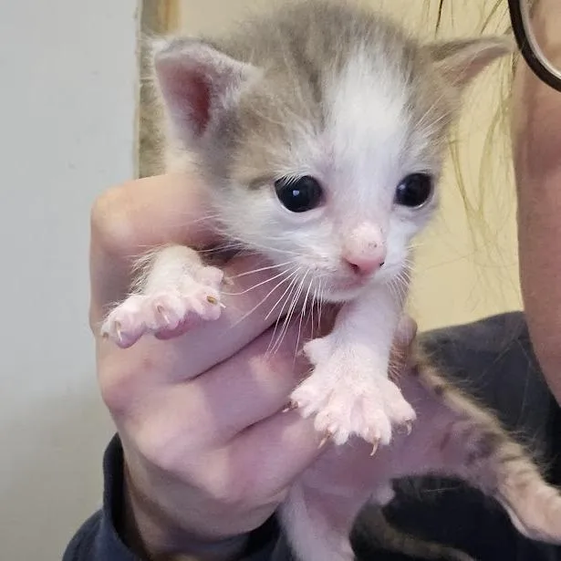 A baby small-sized male Brown / Chocolate Domestic Short Hair cat named Arian for adoption in Sioux Falls, SD