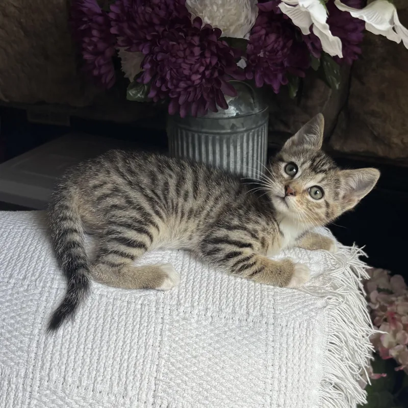 A baby medium-sized female Tabby (Buff / Tan / Fawn) Domestic Short Hair cat named Topanga for adoption in Ephrata, WA