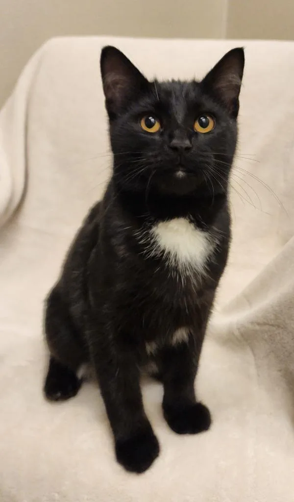 A baby medium-sized male Domestic Short Hair cat named Raisin for adoption in Superior, WI