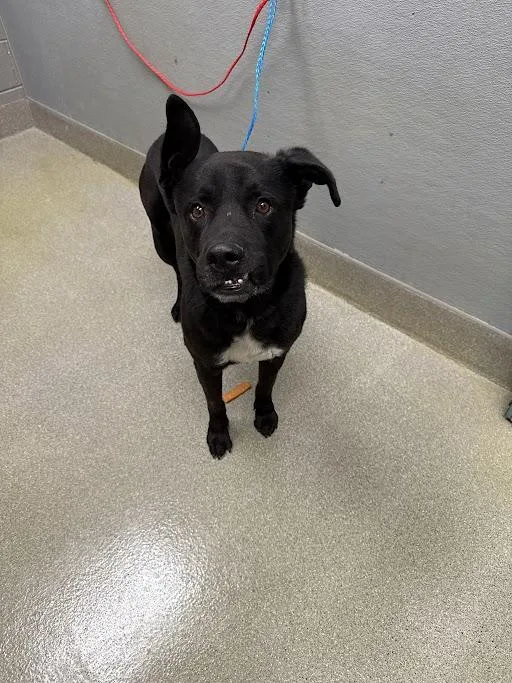 An adult large-sized male Labrador Retriever dog named Ace for adoption in Las Vegas, NV