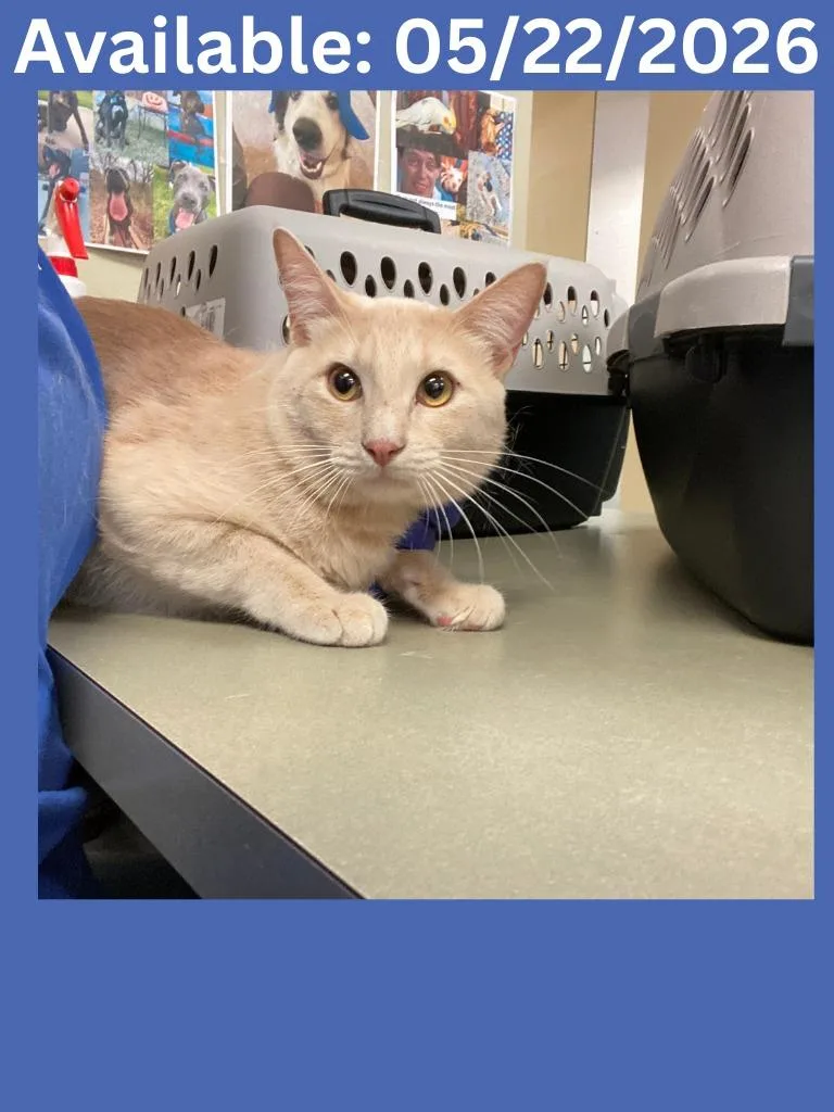 A young medium-sized male Domestic Short Hair cat named Cat Condo  Chai for adoption in Greenville, TX
