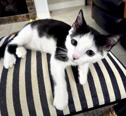 A baby small-sized male White Domestic Short Hair cat named Pages Dairy for adoption in Fernandina Beach, FL