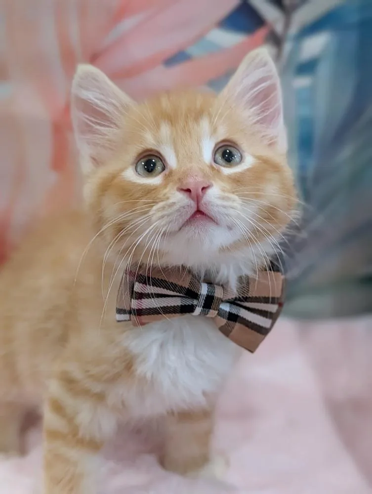 A baby small-sized male Tabby (Orange / Red) Tabby cat named Ed Purran for adoption in Fremont, CA