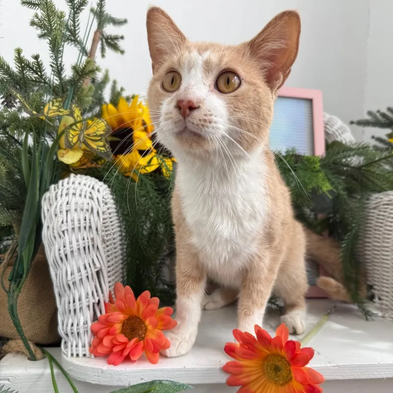 A young medium-sized male Buff / Tan / Fawn Domestic Short Hair cat named Camper John for adoption in Eaton Rapids, MI