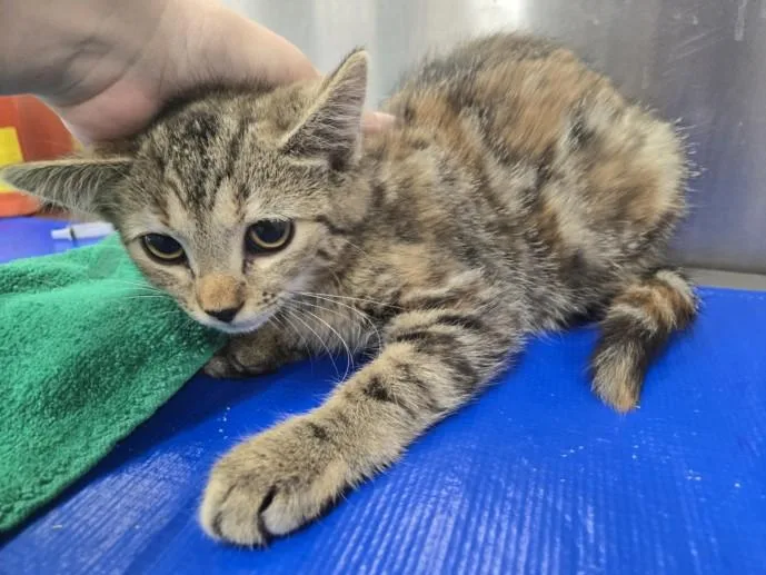 A baby small-sized female Domestic Short Hair cat named Delta for adoption in Hagerstown, MD