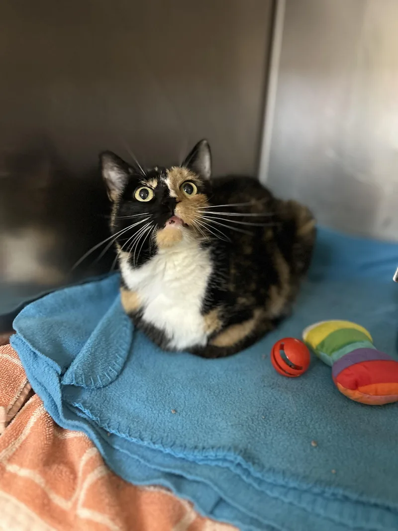 An adult medium-sized female Tortoiseshell Domestic Short Hair cat named Molly aka Ivy for adoption in Myerstown, PA