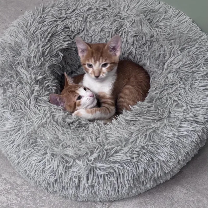 A baby medium-sized male American Shorthair cat named Squeak for adoption in Plano, TX