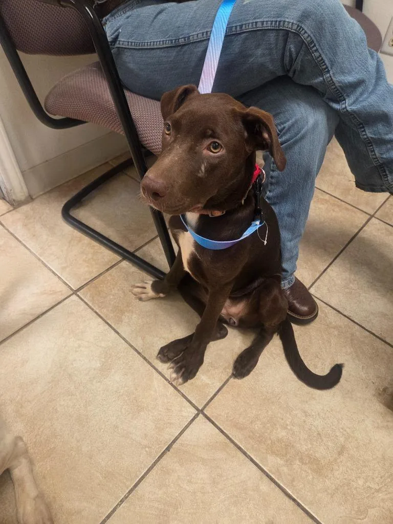 A baby medium-sized female Labrador Retriever dog named Beth for adoption in Gilmer, TX