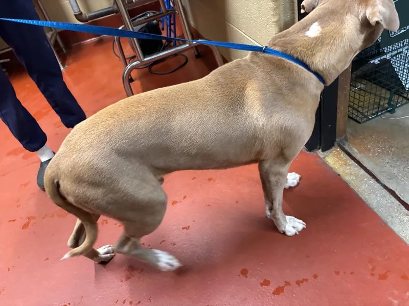 A young large-sized male Pit Bull Terrier dog named Domingo for adoption in Douglasville, GA