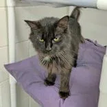 A young medium-sized female Black Domestic Short Hair cat named Gianna for adoption in Portsmouth, OH