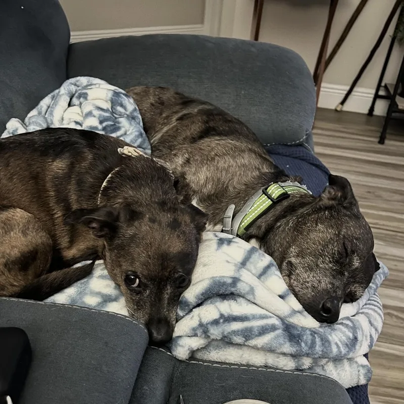 An adult medium-sized male Dachshund dog named Tank for adoption in Port Saint Lucie, FL