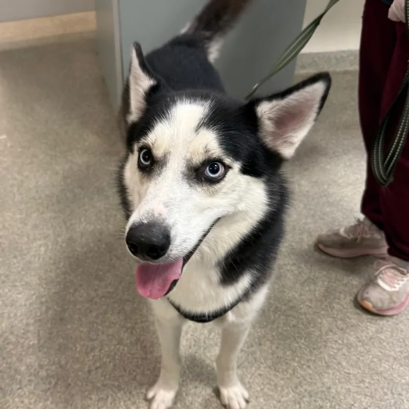 A young large-sized male Mixed Breed dog named Akamaru for adoption in Jacksonville, FL