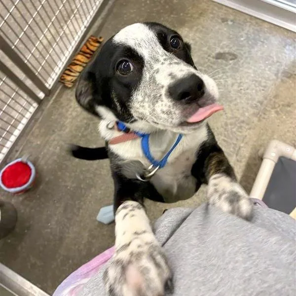 A baby small-sized female Australian Shepherd dog named Lavender for adoption in Woodinville, WA